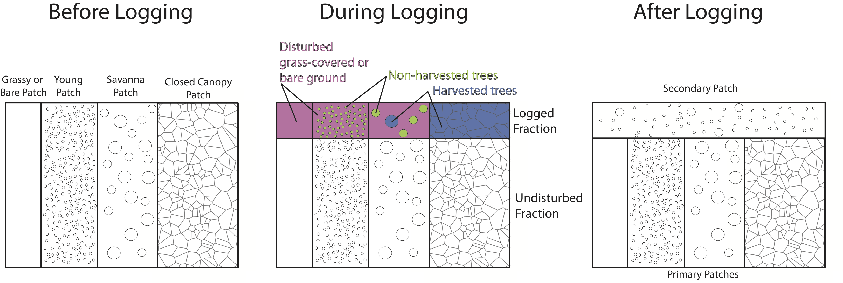 _images/logging_schematic_mixed_open_closed_canopy.png